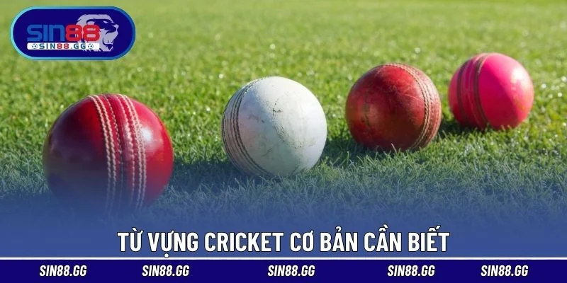 Từ vựng cricket cơ bản cần biết